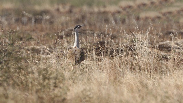 The-Great-Indian-Bustard-GIB-spotted-at-Naliya-Kutch-IN-2021.-Express-photo-by-Nirmal-Harindran